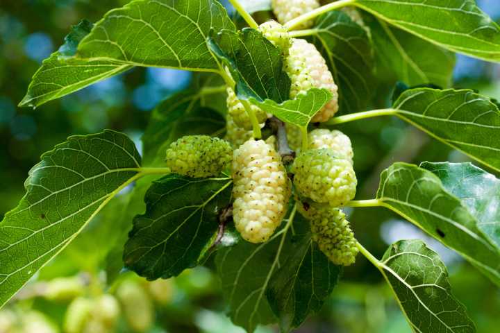 Maulbeeren_frisch